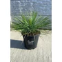 Imagine 4/5 - Yucca Linearifolia