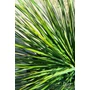 Imagine 5/5 - Yucca Linearifolia