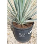 Imagine 2/5 - Yucca Rigida - Kék Yucca eladó