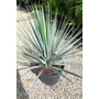 Imagine 3/5 - Yucca Rigida - Kék Yucca eladó