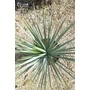 Imagine 4/5 - Yucca Rigida - Kék Yucca eladó