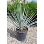 Imagine 5/5 - Yucca Rigida - Kék Yucca eladó