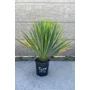 Imagine 1/4 - Yucca rostrata cserépben