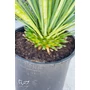 Imagine 2/4 - Yucca rostrata