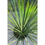 Imagine 3/4 - Yucca rostrata