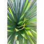 Imagine 4/4 - Yucca rostrata