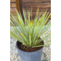 Kép 2/4 - Yucca rostrata 24 cm cserépben eladó