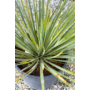 Kép 3/4 - Yucca rostrata 24 cm cserépben eladó