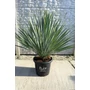 Imagine 1/5 - Yucca rostrata