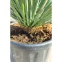 Imagine 2/5 - yucca rostrata cserépben