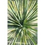 Imagine 3/5 - yucca rostrata cserépben