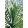 Imagine 4/5 - yucca rostrata cserépben