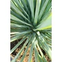 Imagine 5/5 - yucca rostrata cserépben