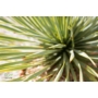Kép 2/4 - yucca rostrata levele