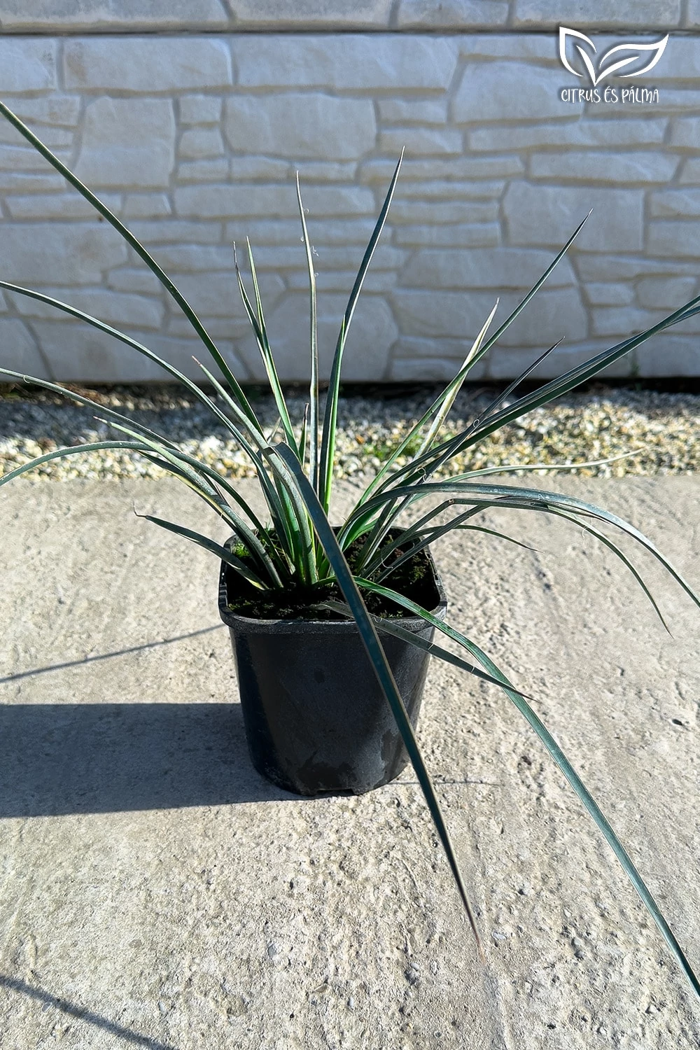 yucca様_ご確認ページ Yucca Filifera de vânzare | Citrice și palmieri - Magazin online